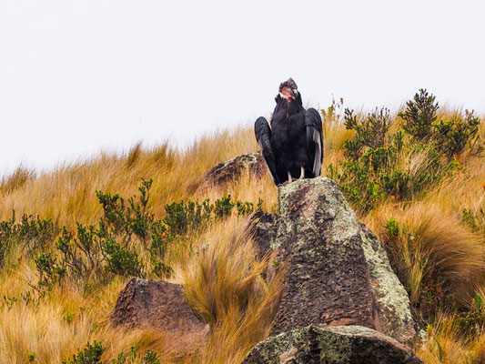 ANDENKONDOR, ANDEAN CONDOR - VULTUR GRYPHUS