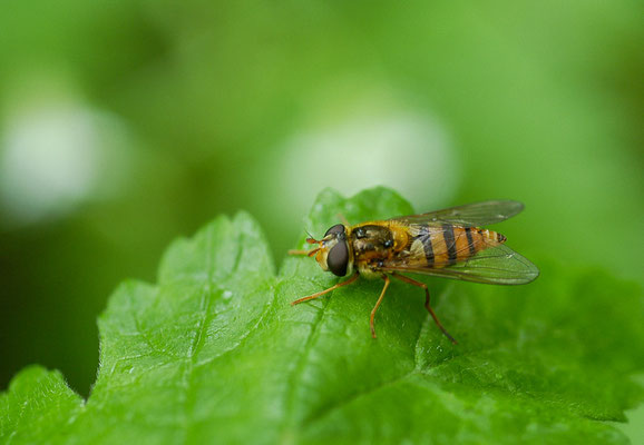 GELBHAARIGE WIESENSCHWEBFLIEGE, EPISTROPHE MELANOSTOMA