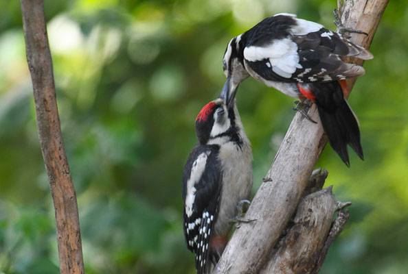 BUNTSPECHT, GREAT SPOTTED WOODPECKER, DENDROCOPOS MAJOR