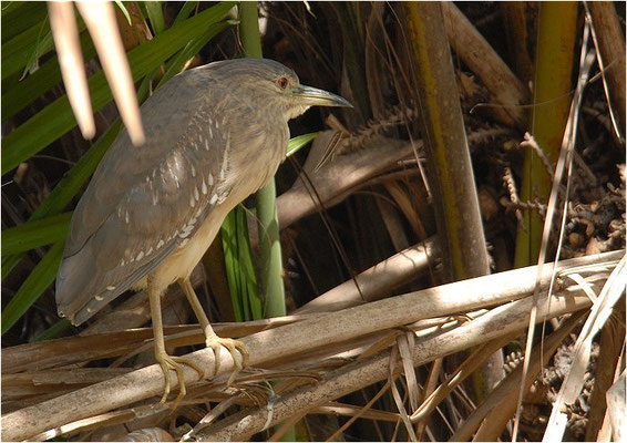 NACHTREIHER, BLACK-CROWNED NIGHT-HERON, NYCTICORAX NYCTICORAX