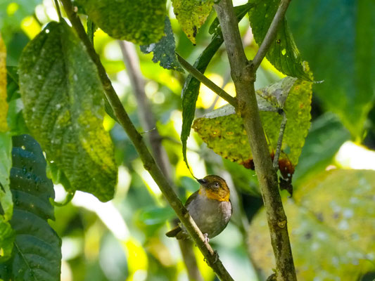 KurzschnabelBuschtangare, Shortbilled BushTanager Chlorospingus
