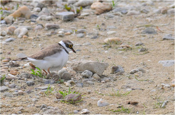 FLUSSREGENPFEIFER, LITTLE RINGED PLOVER, CHARADRIUS DUBIUS