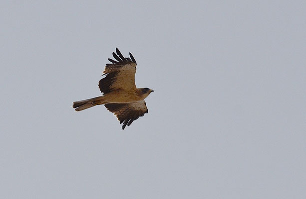 ZWERGADLER, BOOTED EAGLE, AQUILA PENNATA