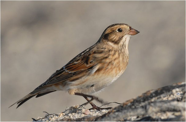 SPORNAMMER, LAPLAND BUNTING, CALCARIUS LAPPONICUS