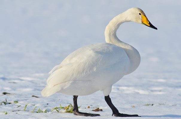SINGSCHWAN, WHOOPER SWAN, CYGNUS CYGNUS