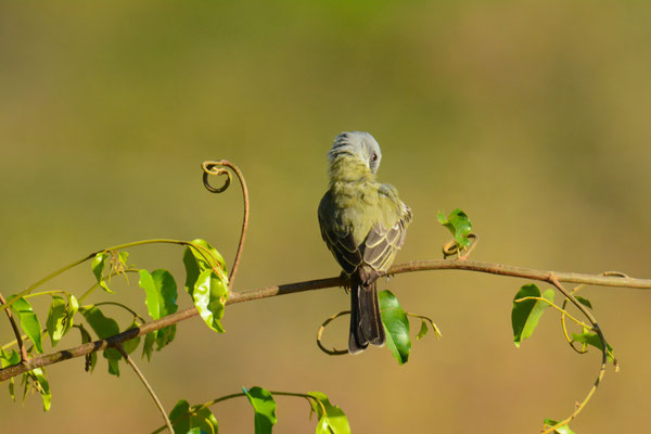 Trauertyrann, Tropical kingbird - Tyrannus melancholicus