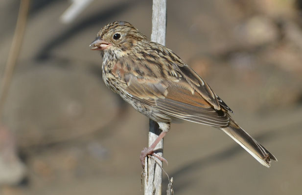 Abendammer, Vesper sparrow, pooecetes gramineus