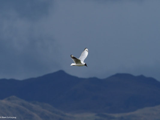 ANDENMÖWE, ANDEAN GULL -  CHROICOCEPHALUS SERRANUS