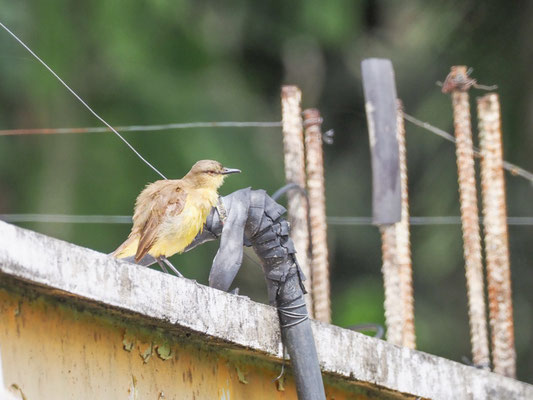 Graslandtyrann, Cattle tyrant - Machetornis rixosa
