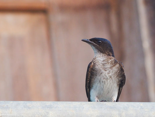 Graubrustschwalbe, Gray-breasted Martin - Progne chalybea