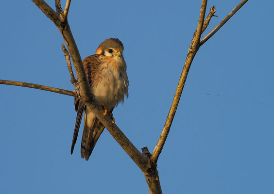 BUNTFALKLE, AMERICAN KESTREL, FALCO SPARVERIUS