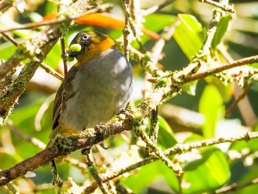  KURZSCHNABEL-BUSCHTANGARE, SHORT-BILLED BUSH-TANAGER - CHLOROSPINGUS PARVIROSTRIS