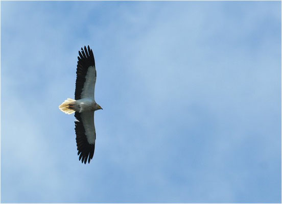 SEEADLER, WHITE-TAILED EAGLE, HALIAEETUS ALBICILLA