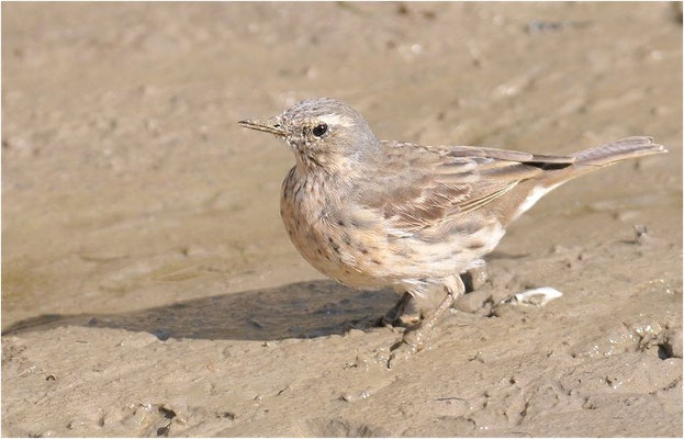 BERGPIEPER, WATER PIPIT, ANTHUS SPINOLETTA