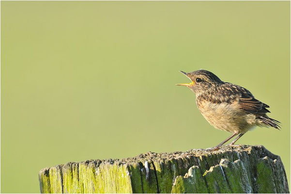 SCHWARZKEHLCHEN, STONECHAT, SAXICOLA TORQUATUS