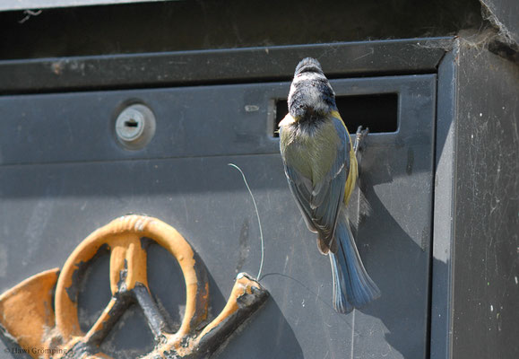 BLAUMEISE, BLUE TIT, CYANISTES CAERULEUS