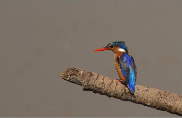 ZWERGHAUBENFISCHER, MELACHITE KINGFISHER, ALCEDO CRISTAT