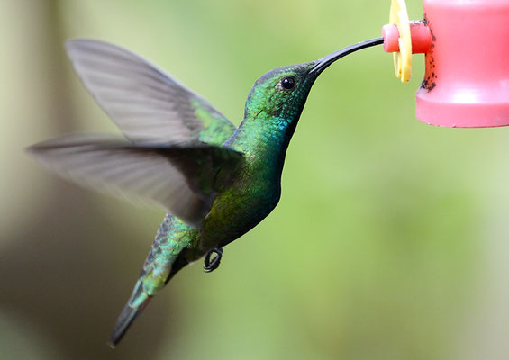 GRÜNKEHLMANGO, GREEN-BREASTED MANGO,  ANTHRACOTHORAX PREVOSTII 