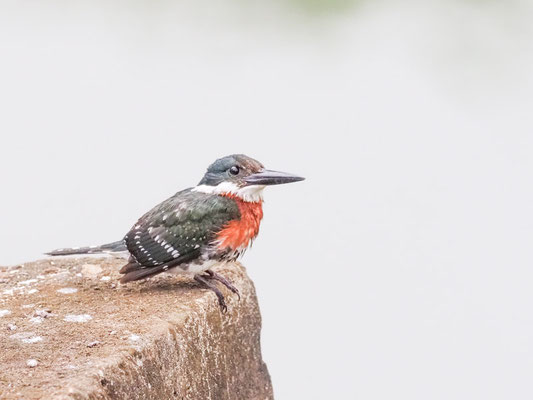 Grünfischer, Green Kingfisher - Chloroceryle americana