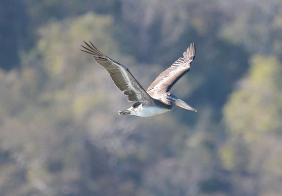 BRAUNER PELIKAN, BROWN PELICAN, PELICANUS OCCIDENTALIS