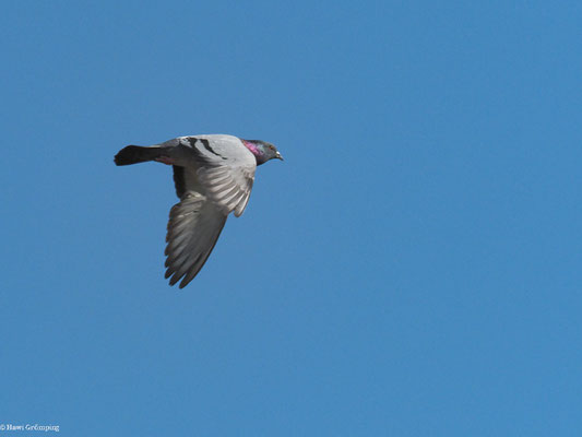 FELSENTAUBE, ROCK DOVE, COLUMBA LIVIA