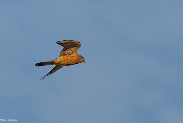 Rötelfalke, Lesser Kestrel-Falco naumanni