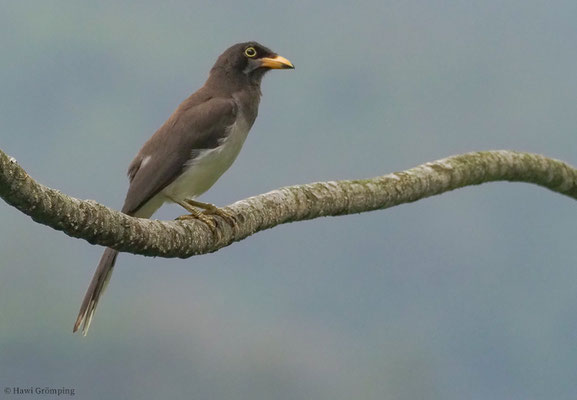 BRAUNHÄHER, BROWN JAY, CYANOCORAX MORIO