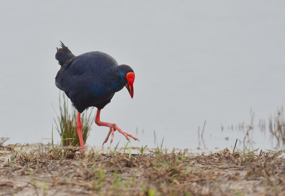 PURPURHUHN, PURPLE SWAMPHEN, PORPHYRIO PORPHYRIO