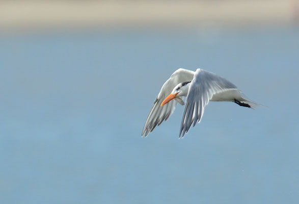 KÖNIGSSEESCHWALBE, ROYAL TERN, THALASSEUS MAXIMUS