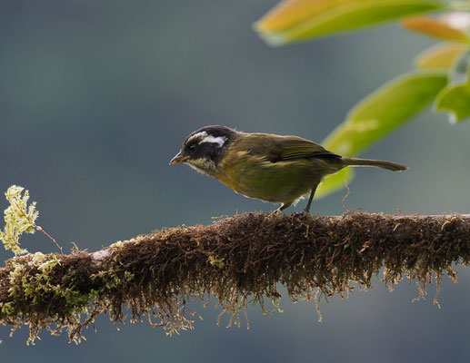 WEISSBRAUEN-BUSCHTANGARE, SOOTY-CAPPED BUSH-TANAGER, CHLOROSPINGUS PILEATUS