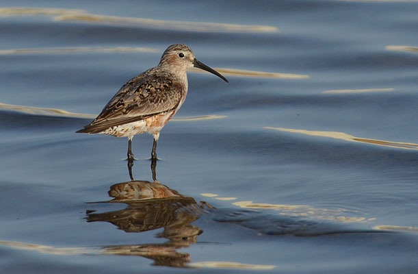 SICHELSTRANDLÄUFER, CURLEW SANDPIPER, CALIDRIS FERRUGINEA