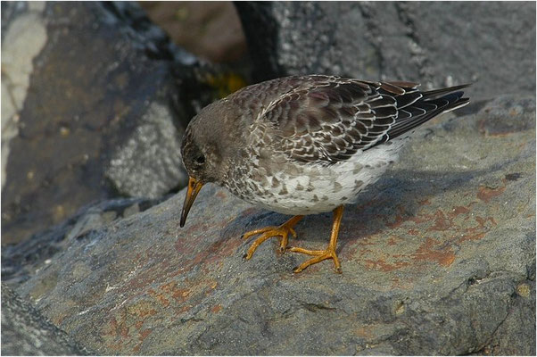 MEERSTRANDLÄUFER, PURPLE SANDPIPER, CALIDRIS MARITIMA