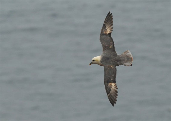 EISSTURMTAUCHER, FULMAR, FULMARUS GLACIALIS 