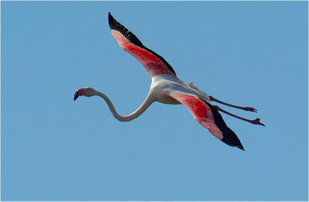 ROSAFLAMINGO, FLAMINGO, PHOENICOPTERUS ROSEUS