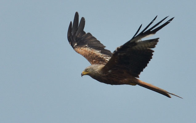 ROTMILAN, RED KITE, MILVUS MILVUS