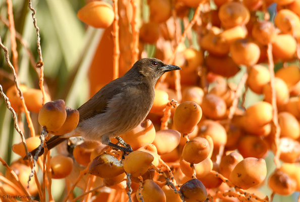 GRAUBÜLBÜL, COMMON BULBUL, PYCNONOTUS BARBATUS