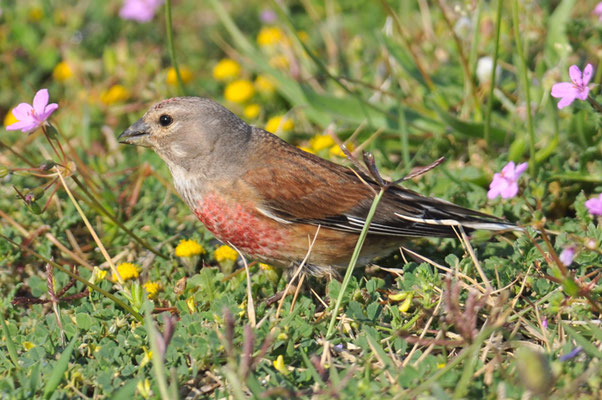 HÄNFLING, LINNET, CARDUELIS CANNABINA