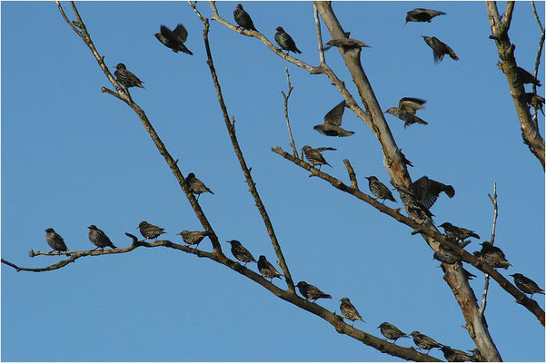 STAR, STARLING, STURNUS VULGARIS