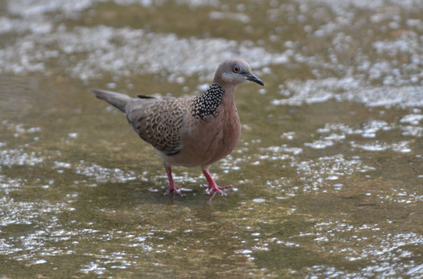 PERLHALSTAUPE, SPOTTED DOVE, STREPTOPELIA CHINENSIS