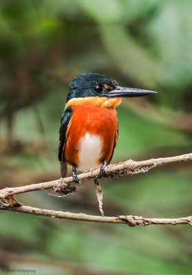 ERZFISCHER, AMERICAN PYGMY KINGFISHER, CHLOROCERYLE AENEA