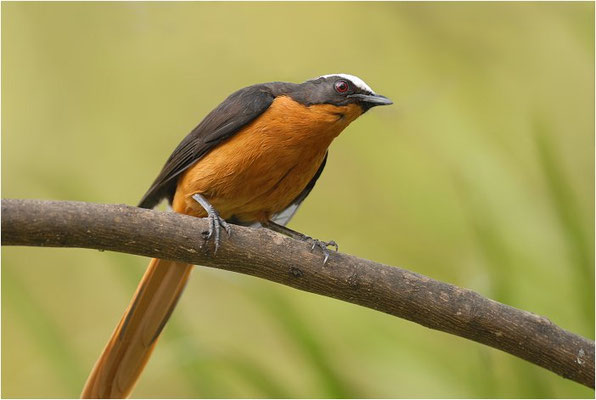 SCHUPPENKOPFRÖTEL, WHITE-CROWNED ROBIN-CHAT, COSSYPHA ALBICAPILLA