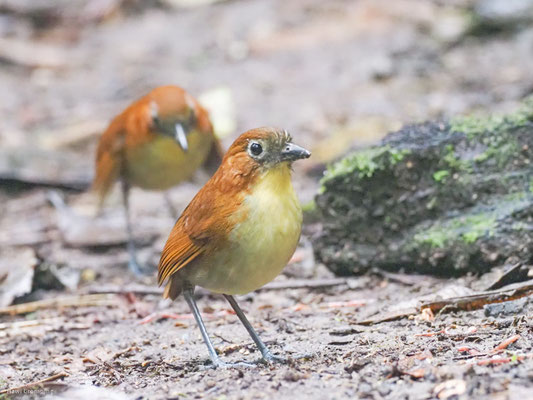 Gelbbrust-Ameisenpitta, Yellow-breasted Antpitta - Grallaria flavotincta