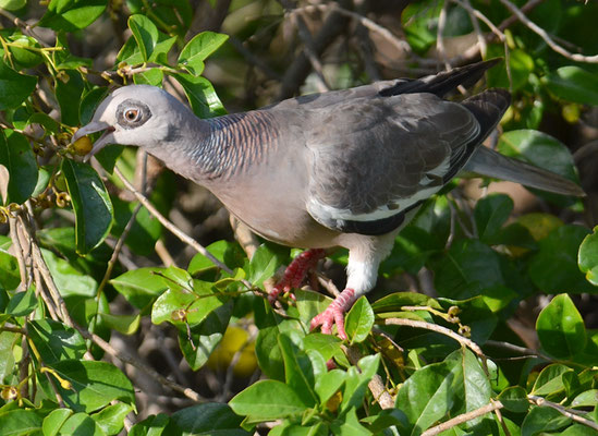 NACKTAUGENTAUBE, BARE-EYED PIGEON, PATAGIOENAS CORENSIS 
