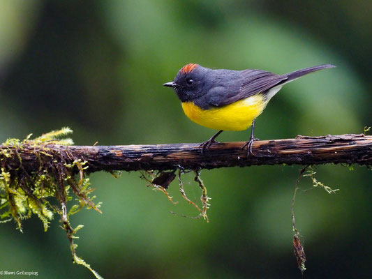 LARVENWALDSÄNGER, SLATE-THROATED WHITESTART - MYIOBORUS MINIATUS