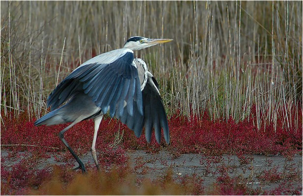 GRAUREIHER, GREY HERON, ARDEA CINEREA