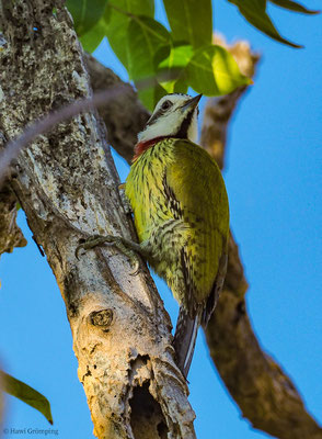 KUBA-GRÜNSPECHT, CUBAN GREEN WOODPECKER, XIPHIDIOPICUS PERCUSSUS