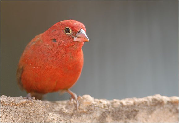 SENEGALAMARANT, RED-BILLED FIREFINCH, LAGONOSTICTA SENEGALA