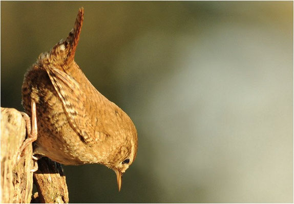 ZAUNKÖNIG, WREN, TROGLODYTES TROGLODYTES