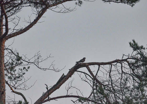 ZIEGENMELKER, NIGHTJAR, CAPRINULGUS EUROPAEUS