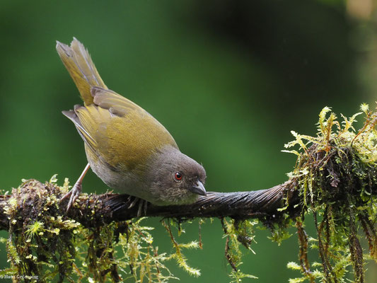 GRAUBRUST-BUSCHTANGARE, DUSKY BUSH TANAGER - CHLOROSPINGUS SEMIFUSCUS